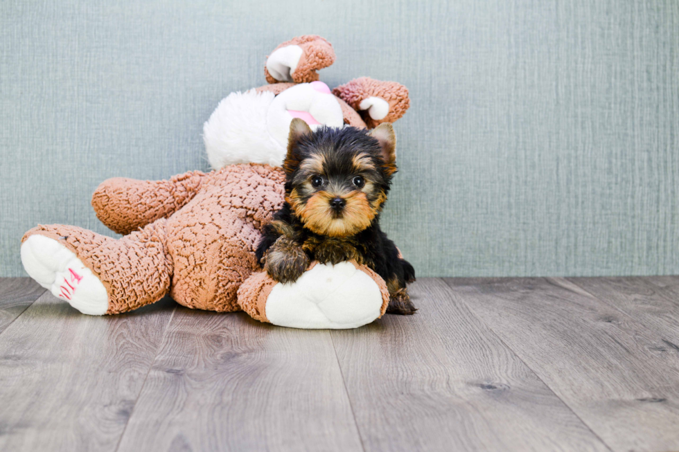 Meet Ronaldo - our Yorkshire Terrier Puppy Photo 
