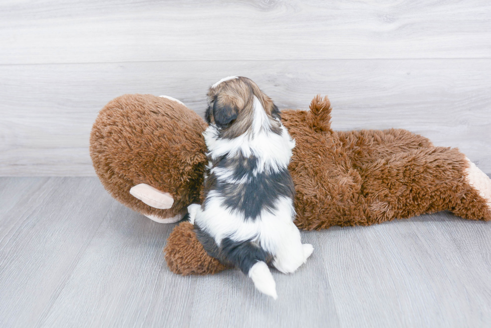 Best Teddy Bear Baby