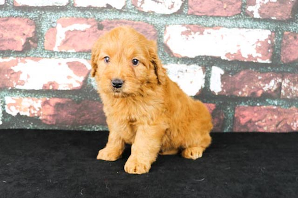 Little Golden Retriever Poodle Mix Puppy