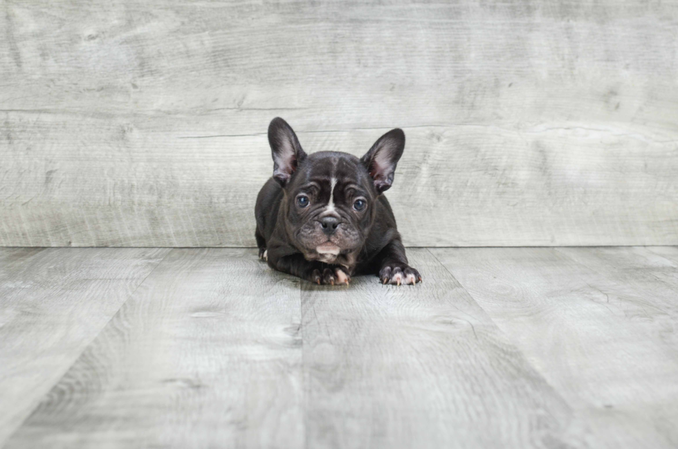 Best French Bulldog Baby