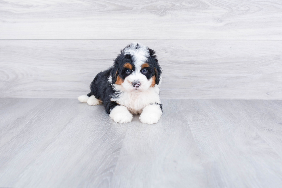 Best Mini Bernedoodle Baby