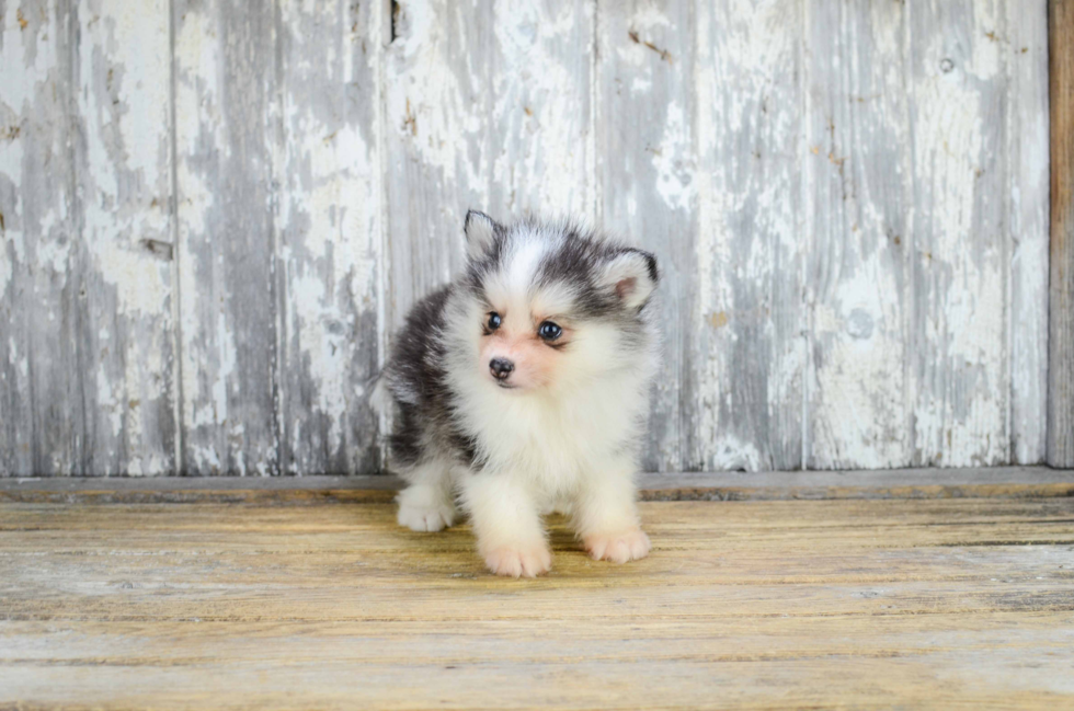 Smart Pomsky Designer Pup
