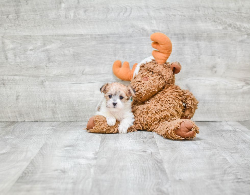 Smart Morkie Designer Pup