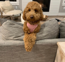 Groodle Puppies For Sale - Premier Pups