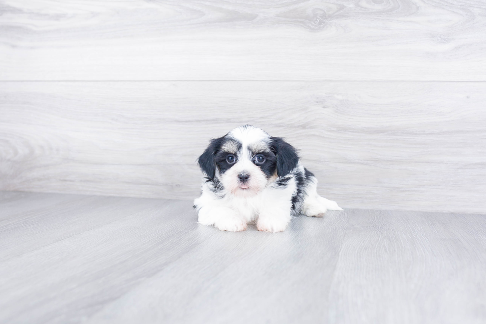 Best Teddy Bear Baby