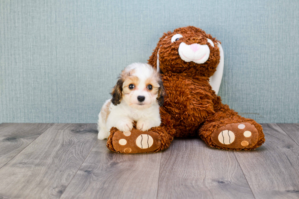 Little Cavalier Designer Puppy
