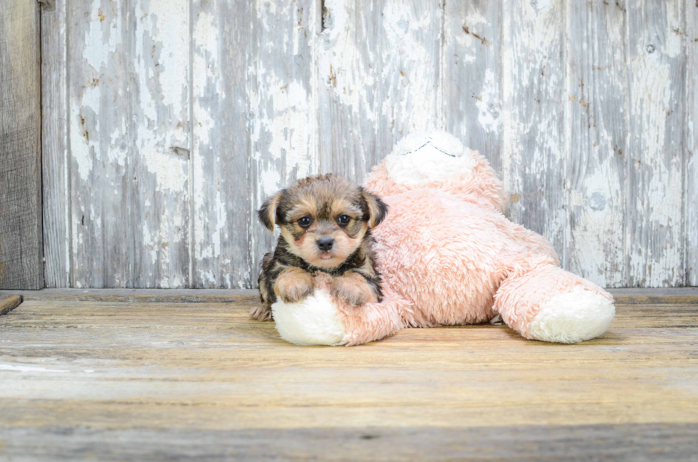 Sweet Morkie Baby