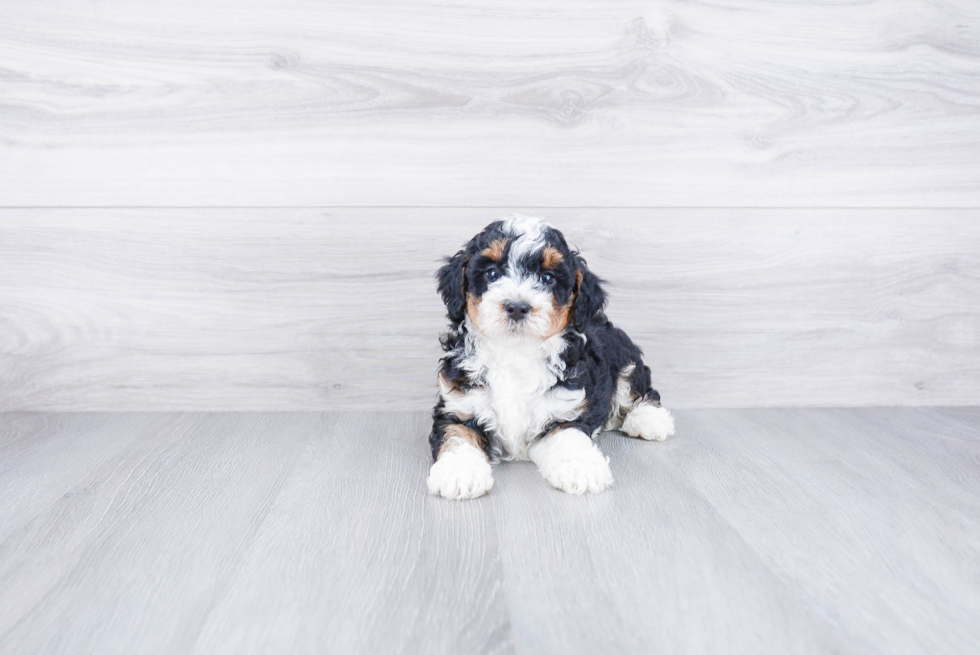Friendly Mini Bernedoodle Baby