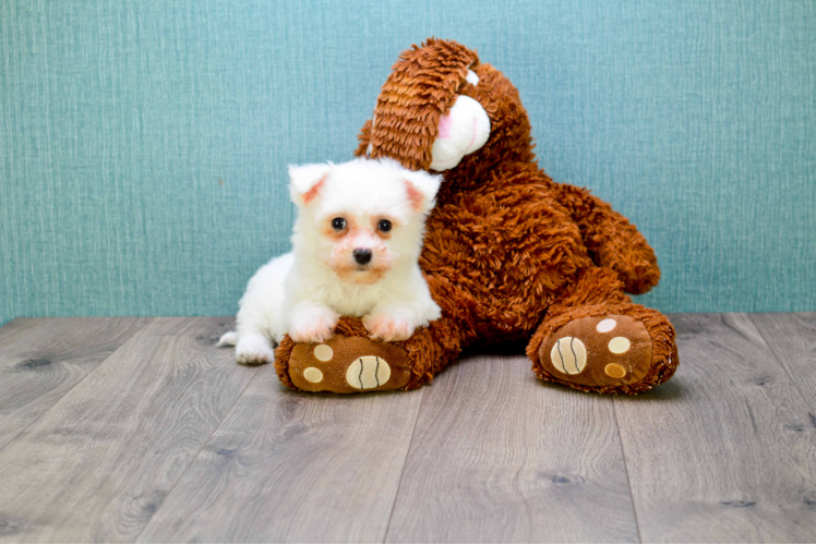 Bichon Frise Puppy for Adoption