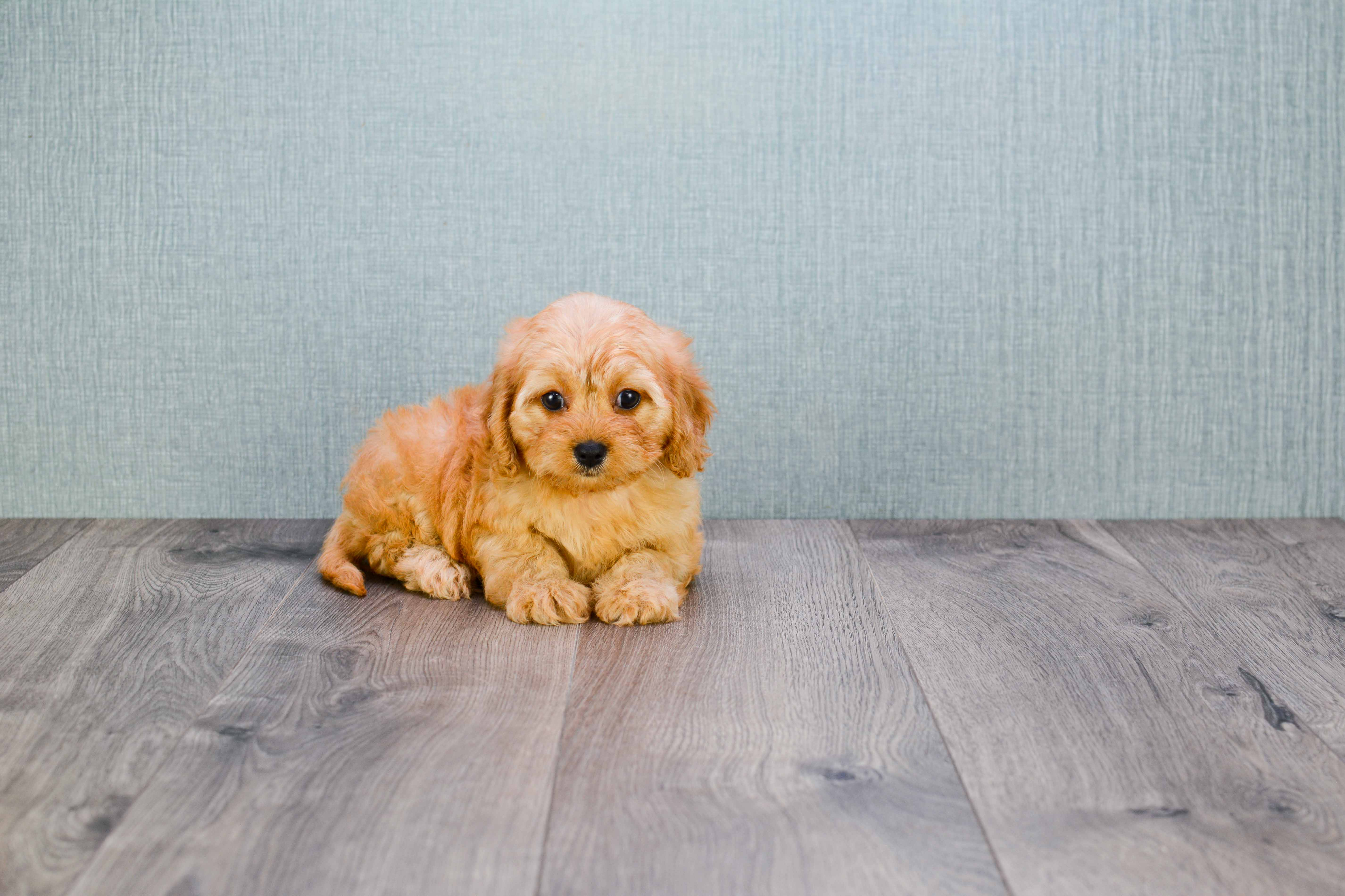 Best Cavapoo Baby