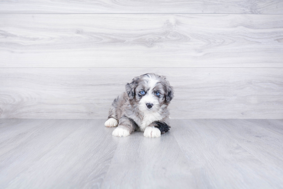 Mini Bernedoodle Pup Being Cute