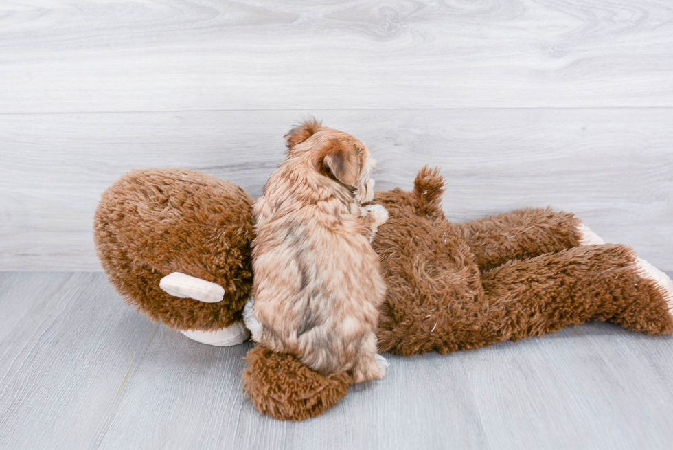 Morkie Puppy for Adoption