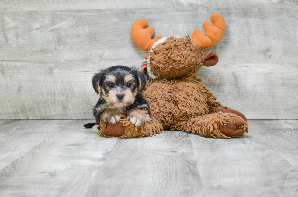 Popular Morkie Designer Pup