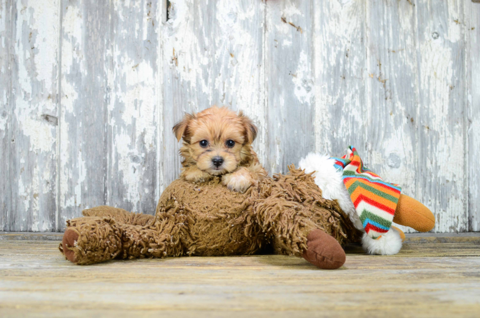 Popular Morkie Designer Pup