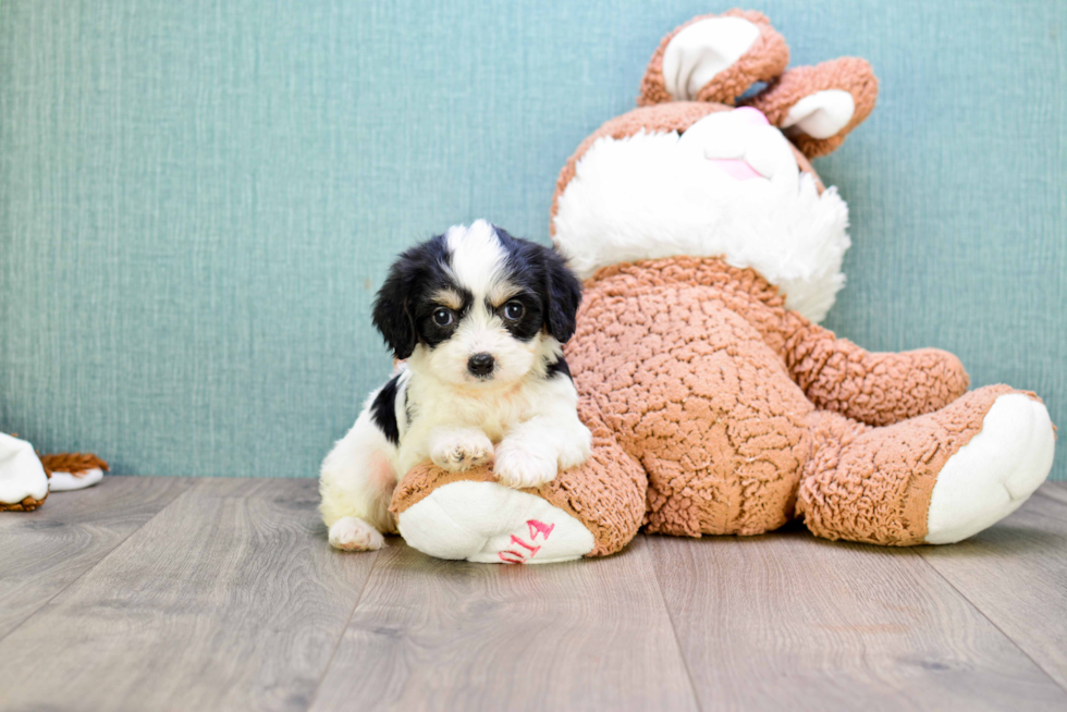 Cavachon Puppy for Adoption