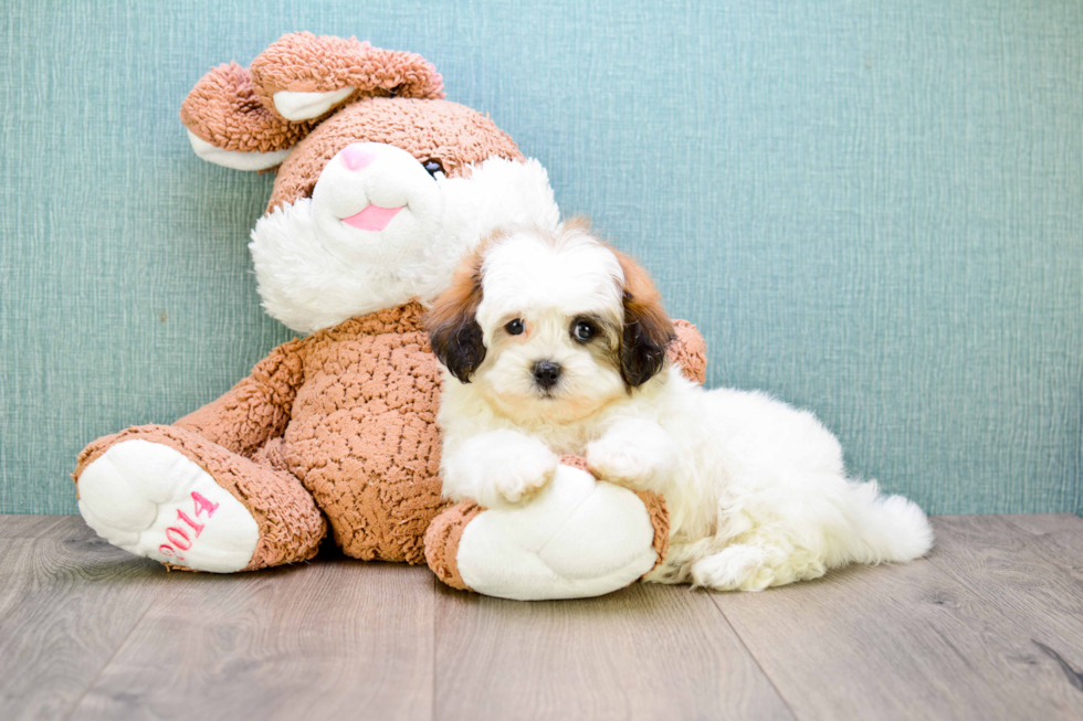 Funny Teddy Bear Designer Pup