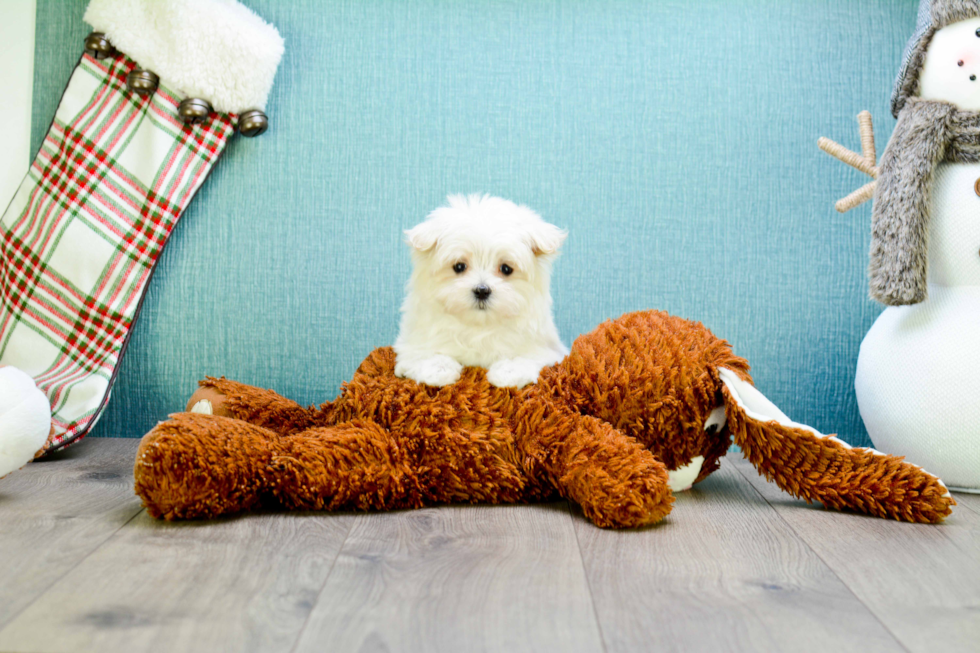 Friendly Maltese Baby