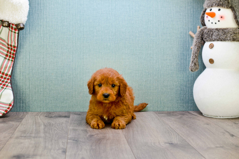 Mini Goldendoodle Pup Being Cute