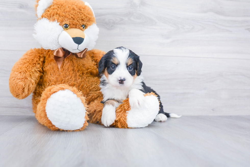 Cute Mini Bernedoodle Baby