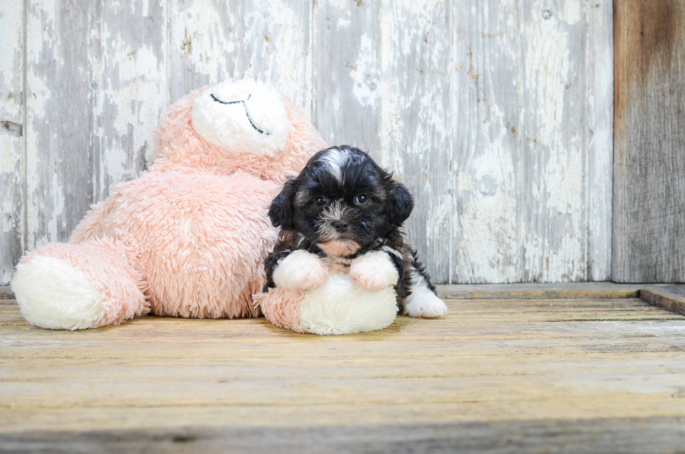 Teddy Bear Pup Being Cute