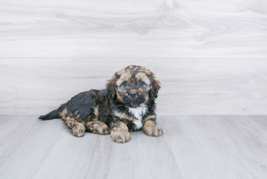 Fluffy Mini Bernedoodle Poodle Mix Pup