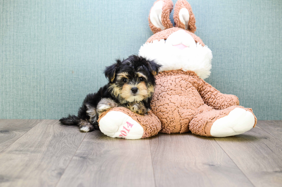 Cute Morkie Baby