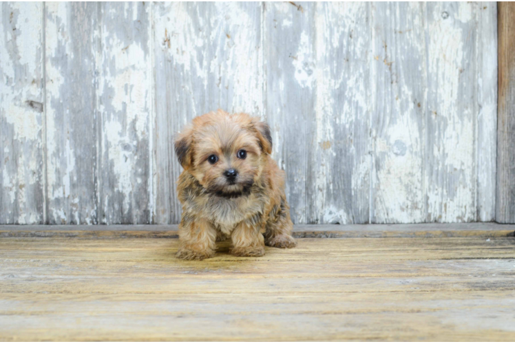 Best Morkie Baby