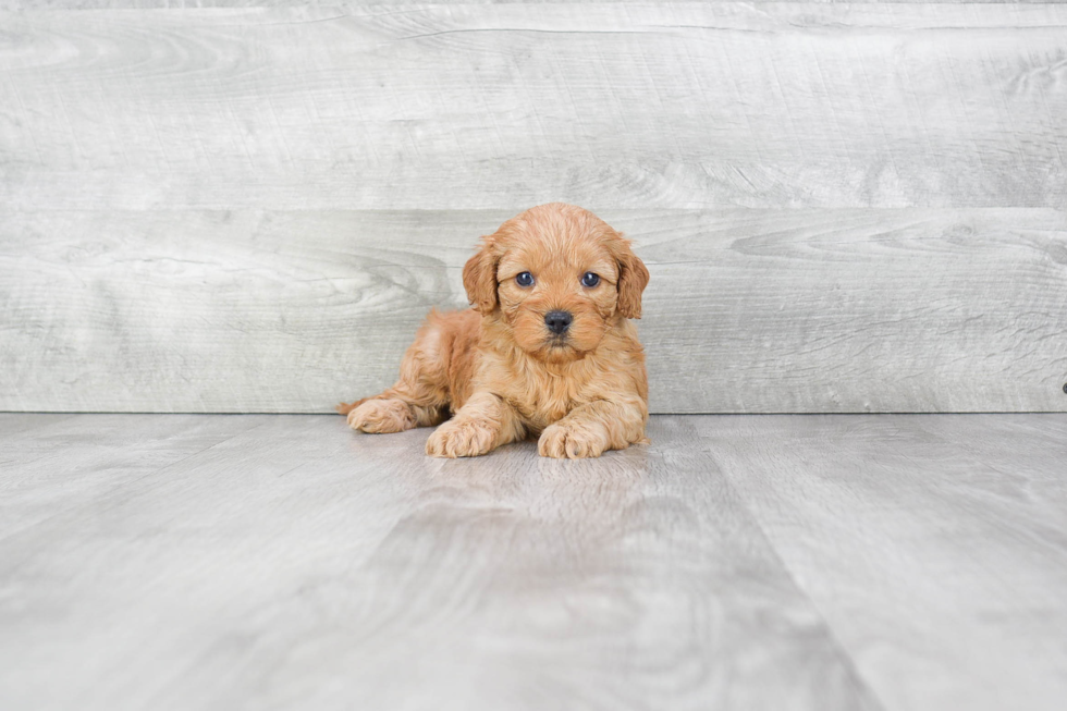 Little Cockerpoo Poodle Mix Puppy