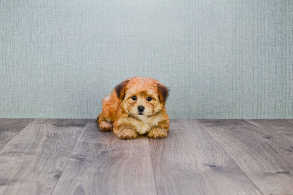 Morkie Pup Being Cute