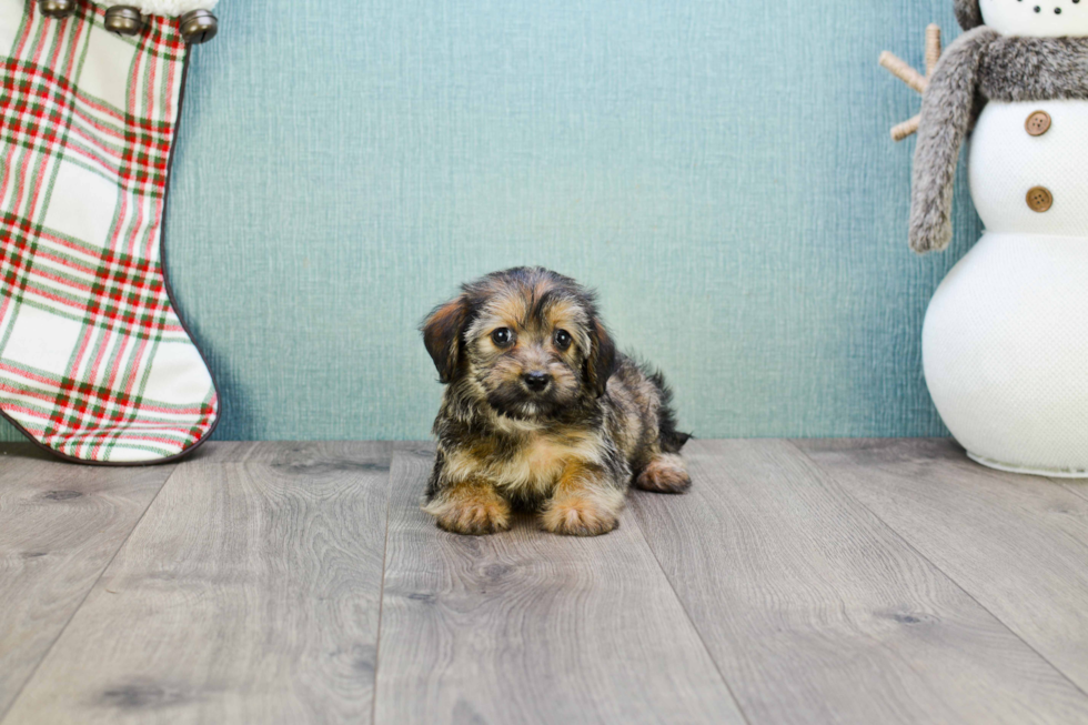 Morkie Puppy for Adoption