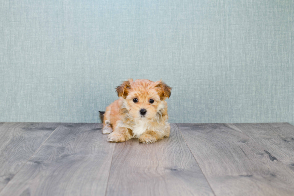 Best Morkie Baby