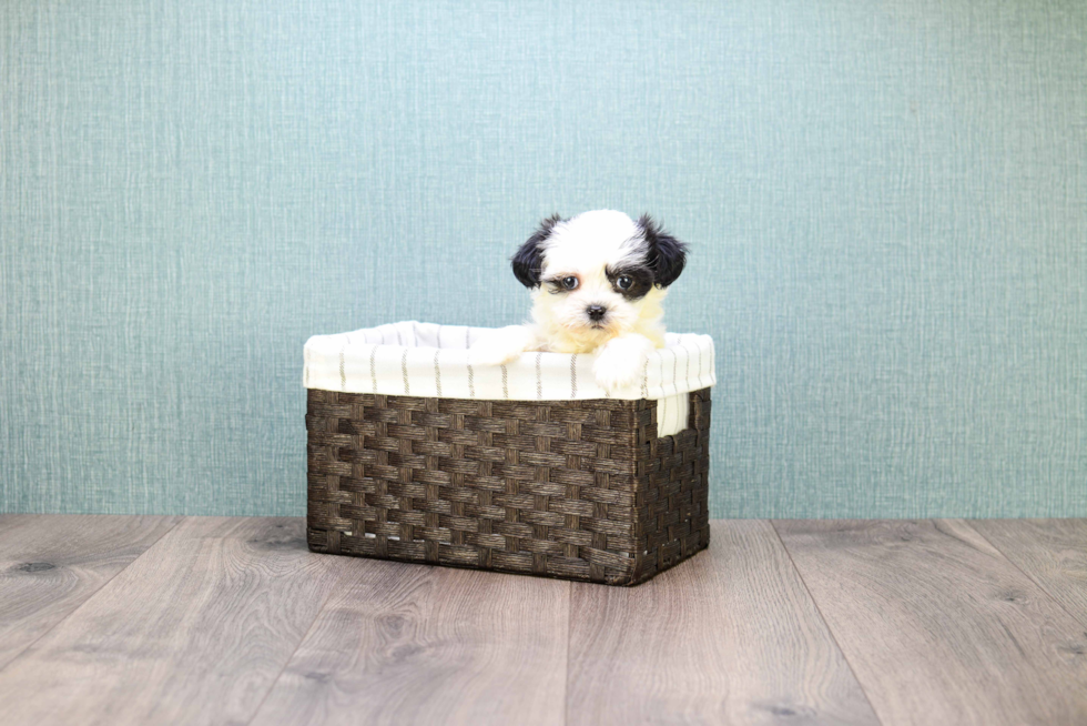 Popular Teddy Bear Designer Pup