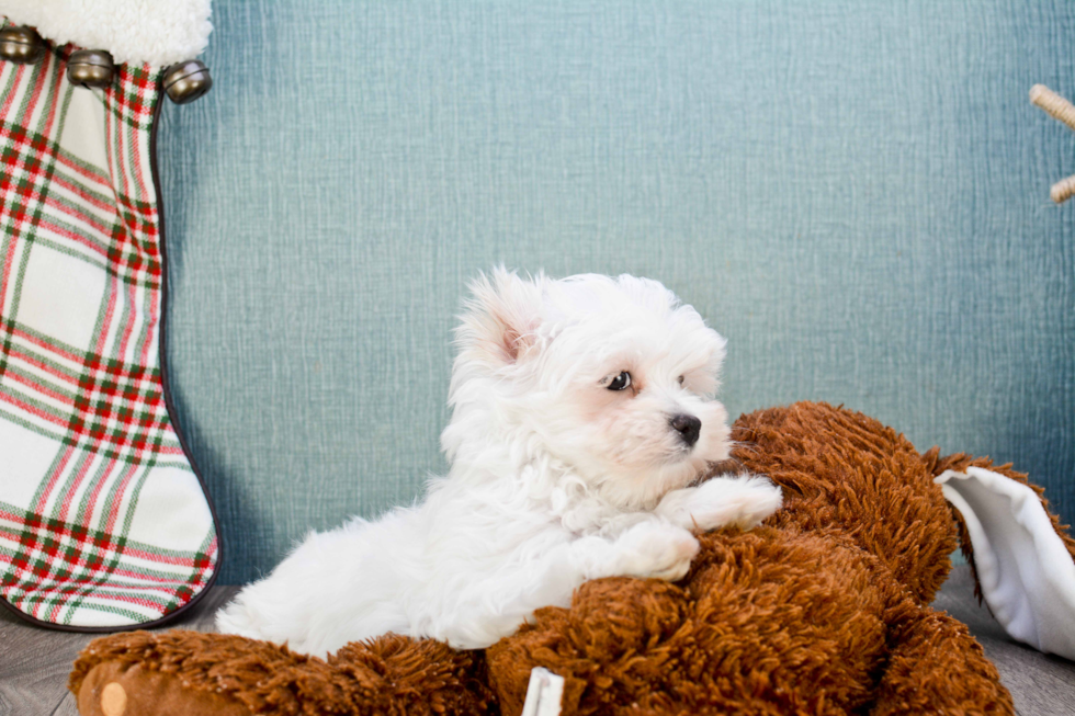 Adorable Maltese Purebred Puppy