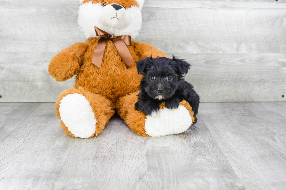 Petite Morkie Designer Pup