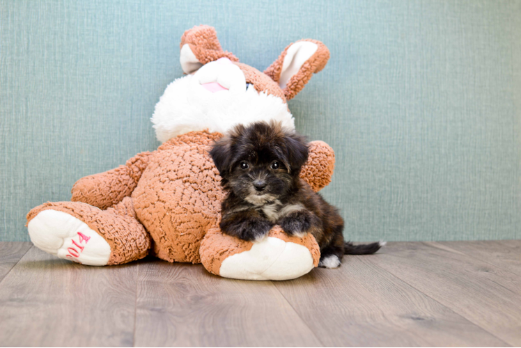 Morkie Pup Being Cute