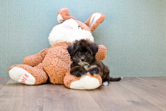 Morkie Pup Being Cute
