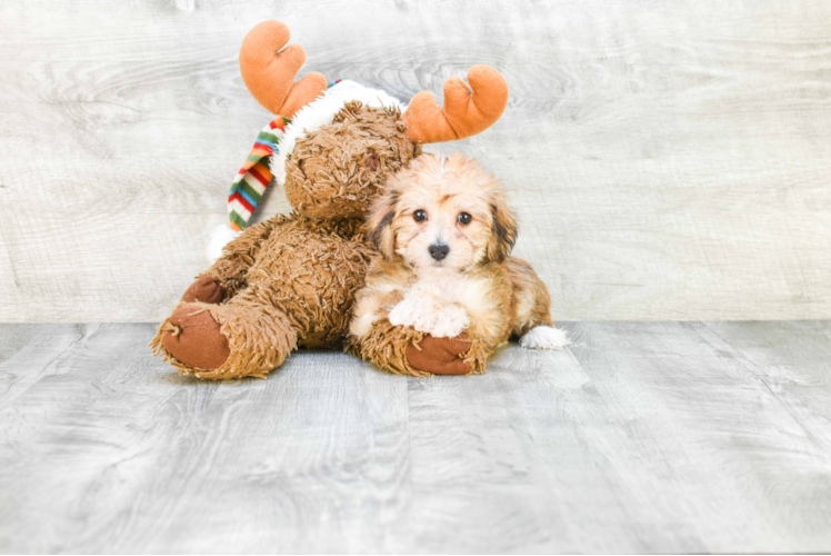 Morkie Pup Being Cute