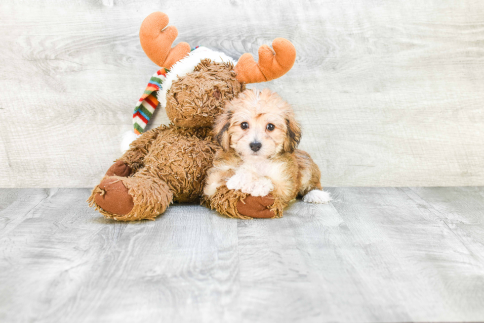 Morkie Pup Being Cute