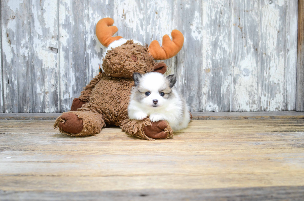 Pomeranian Pup Being Cute