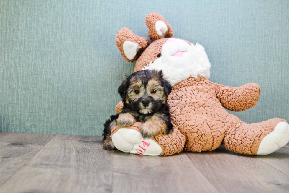 Morkie Pup Being Cute