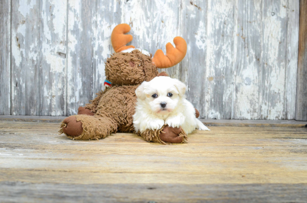 Teddy Bear Pup Being Cute