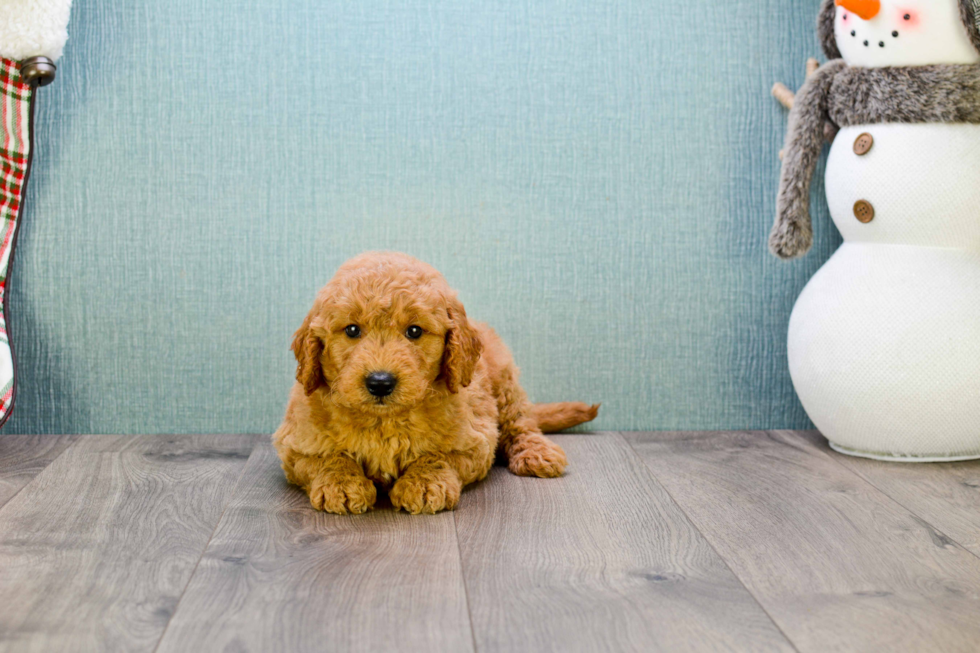 Best Mini Goldendoodle Baby