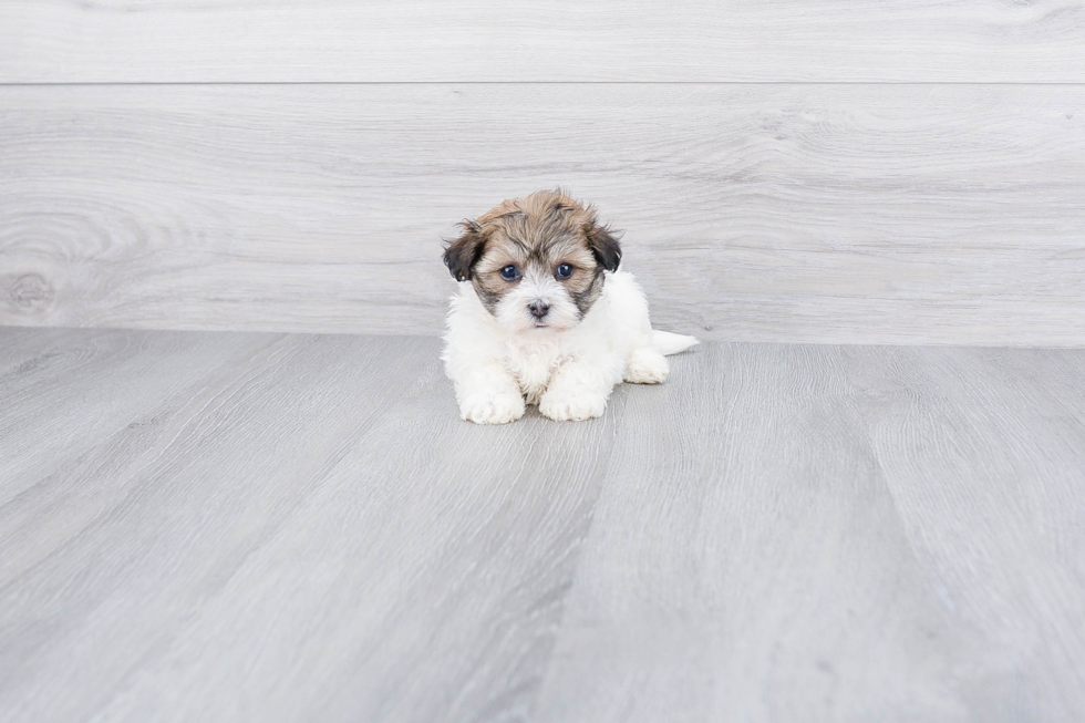 Havanese Puppy for Adoption