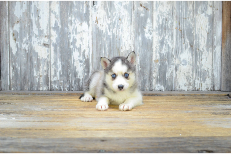 Best Pomsky Baby