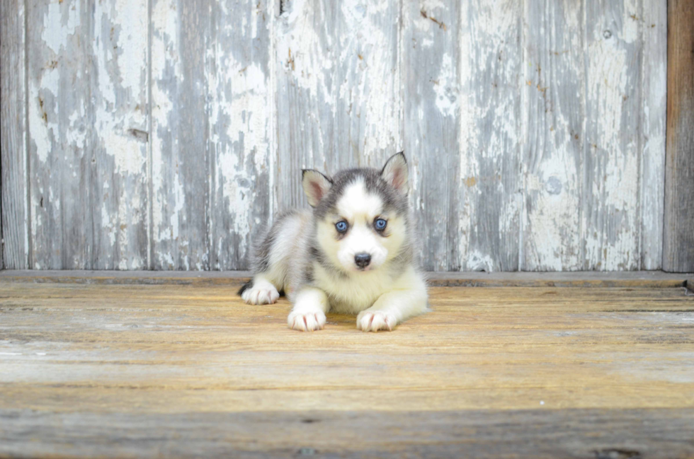 Best Pomsky Baby