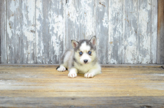 Best Pomsky Baby