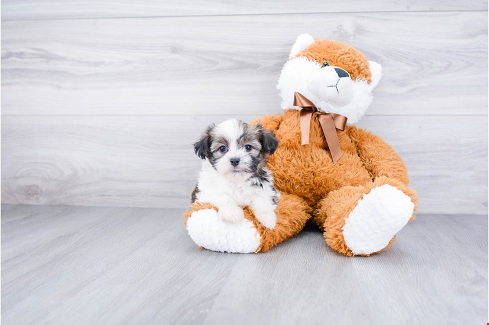 Havanese Pup Being Cute