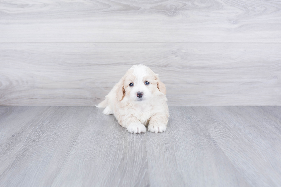 Mini Bernedoodle Pup Being Cute