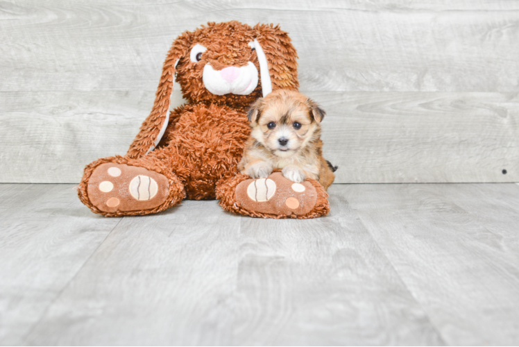 Morkie Puppy for Adoption