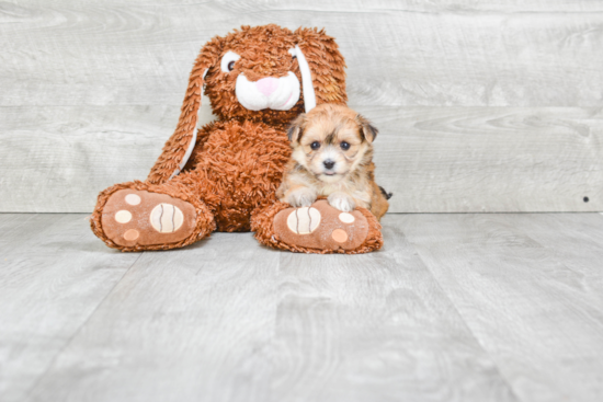 Morkie Puppy for Adoption